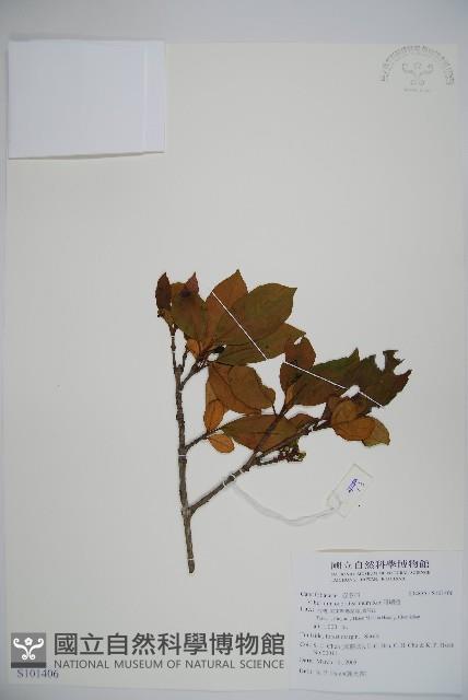 珊瑚樹藏品圖，第1張