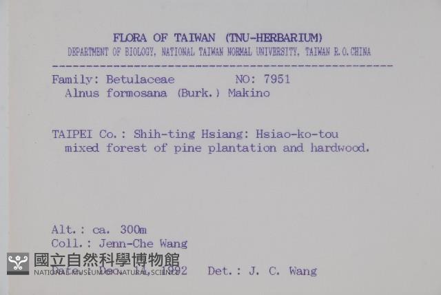 臺灣赤楊、臺灣榿木藏品圖，第2張