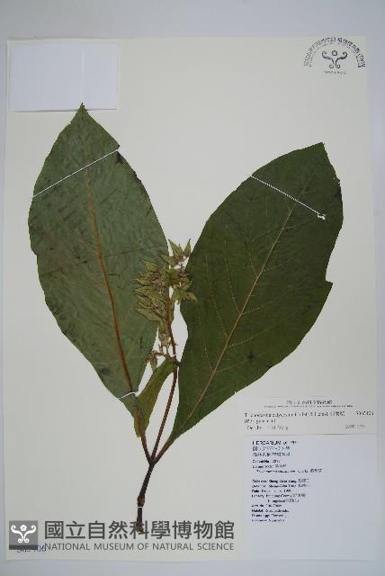 假酸漿藏品圖，第1張