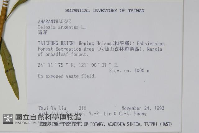 青葙藏品圖，第2張