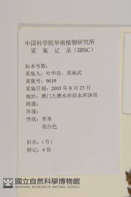 白舌紫菀藏品圖，第2張