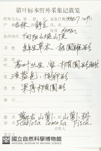 窄葉藍盆花藏品圖，第2張