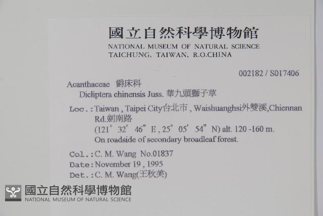 華九頭獅子草藏品圖，第2張