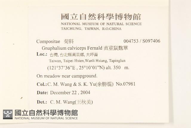 直莖鼠麴草藏品圖，第2張