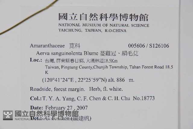 蔓雞冠、絹毛莧藏品圖，第2張