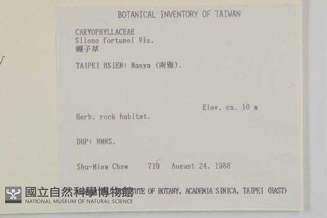 蠅子草藏品圖，第2張