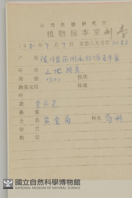 貓兒菊藏品圖，第2張