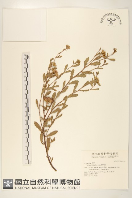 鯽魚膽、闊苞菊藏品圖，第1張