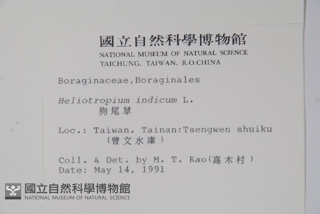狗尾草藏品圖，第2張