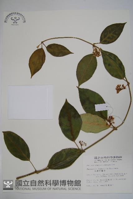 臺灣牛嬭菜藏品圖，第1張