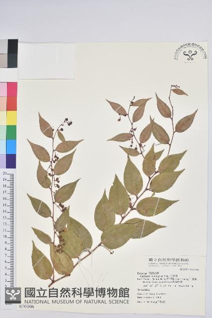 白珠樹藏品圖，第1張