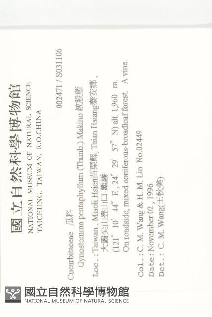 絞股藍藏品圖，第2張