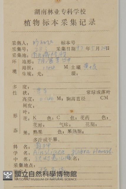 光葉兔兒風藏品圖，第2張