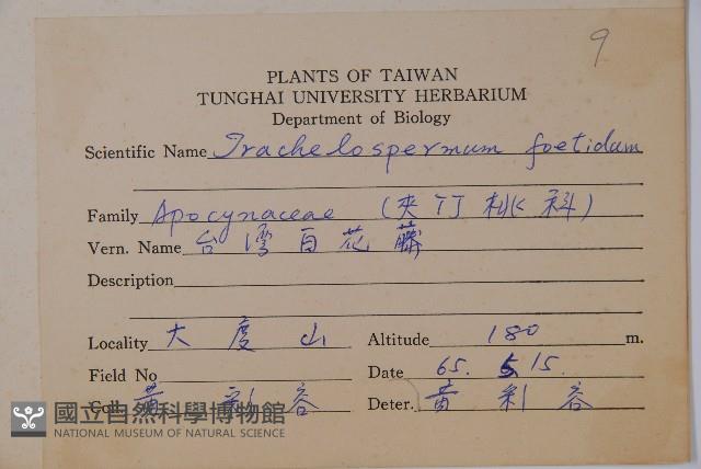台灣白花藤藏品圖，第2張