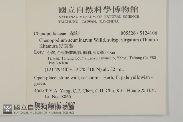 變葉藜藏品圖，第2張