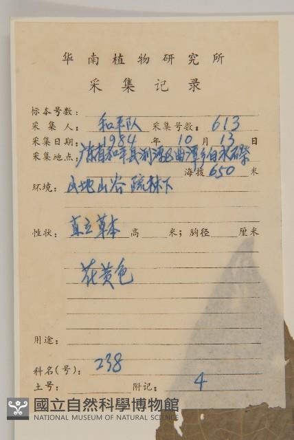 薄葉艾納香藏品圖，第2張