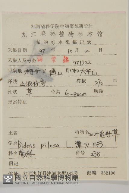 白花鬼針藏品圖，第2張