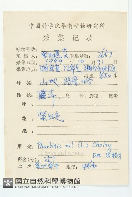 裂葉牽牛藏品圖，第2張