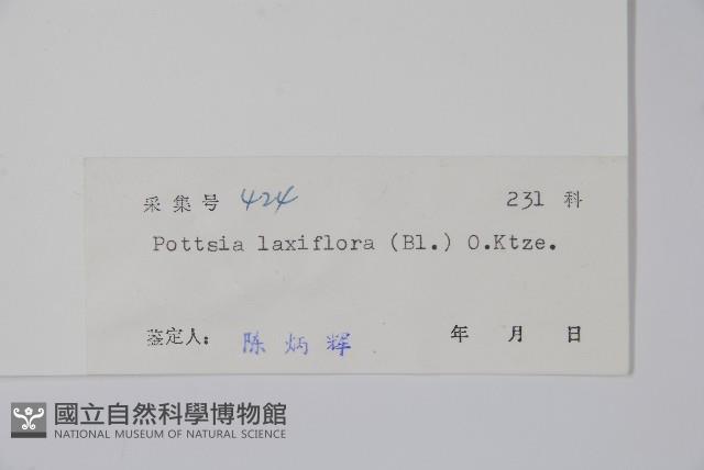 帘子藤藏品圖，第2張