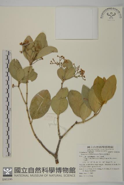 交趾衛矛藏品圖，第1張