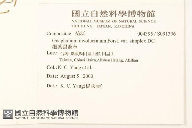 細葉鼠麴草藏品圖，第2張