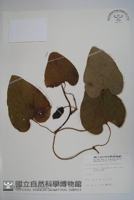 大葉馬兜鈴藏品圖，第1張