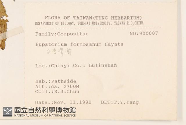 臺灣澤蘭藏品圖，第2張