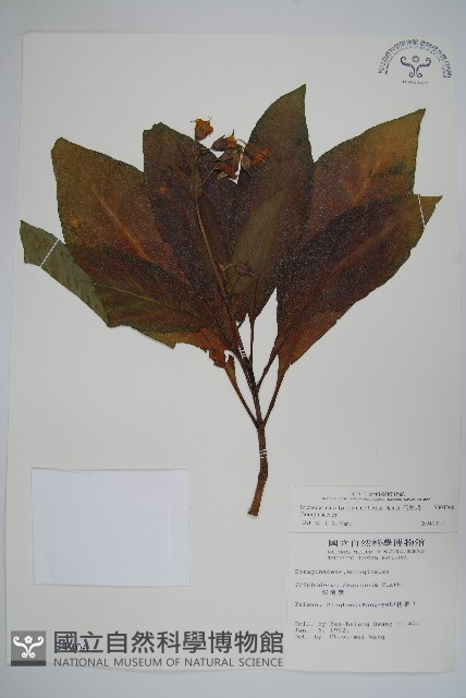 假酸漿藏品圖，第1張