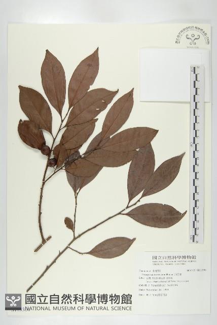 山紅柿藏品圖，第1張