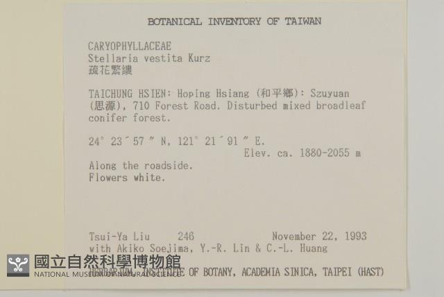 疏花繁縷藏品圖，第2張