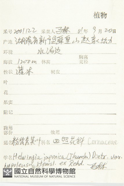 粉背青莢葉藏品圖，第2張