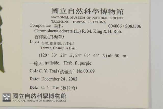 香澤蘭、飛機草藏品圖，第2張