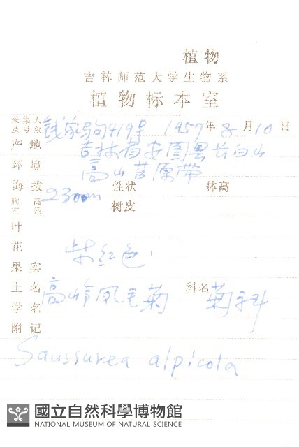 高嶺鳳毛菊藏品圖，第2張