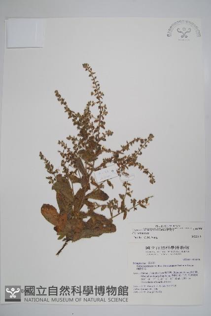 盾果草藏品圖，第1張