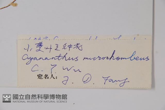 小菱葉藍鐘花藏品圖，第2張