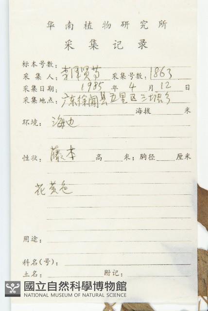 豬菜藤藏品圖，第2張