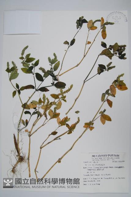 爵床藏品圖，第1張