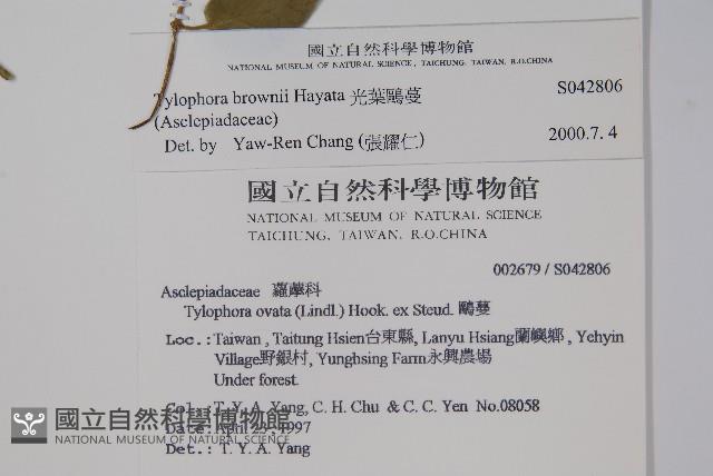 光葉鷗蔓藏品圖，第2張