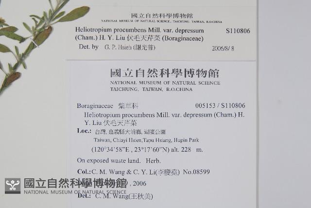 伏毛天芹菜藏品圖，第2張