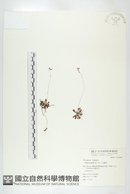 小毛氈苔藏品圖，第1張