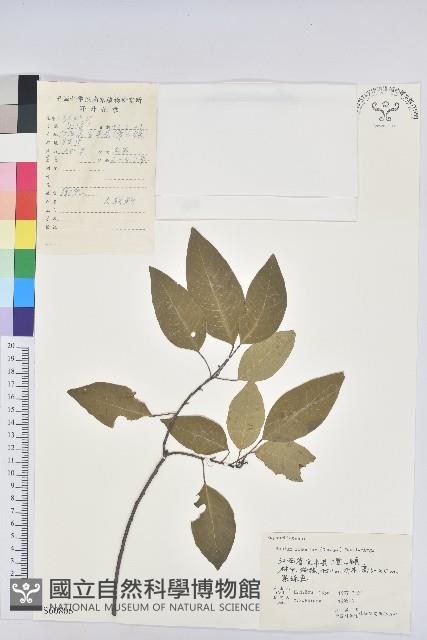 白臼藏品圖，第1張