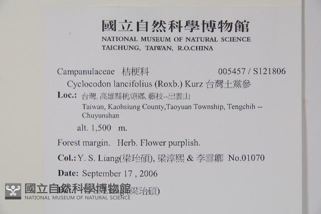 台灣土黨參藏品圖，第2張