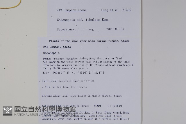 管花黨參藏品圖，第2張