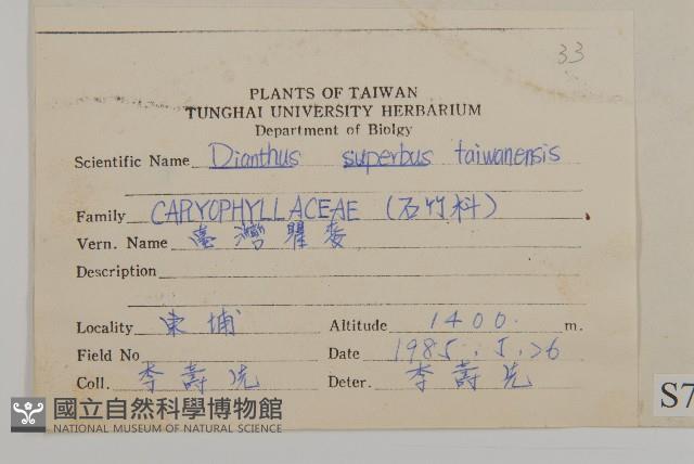 臺灣瞿麥藏品圖，第2張