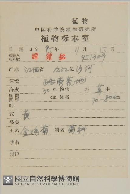 金雞菊藏品圖，第2張