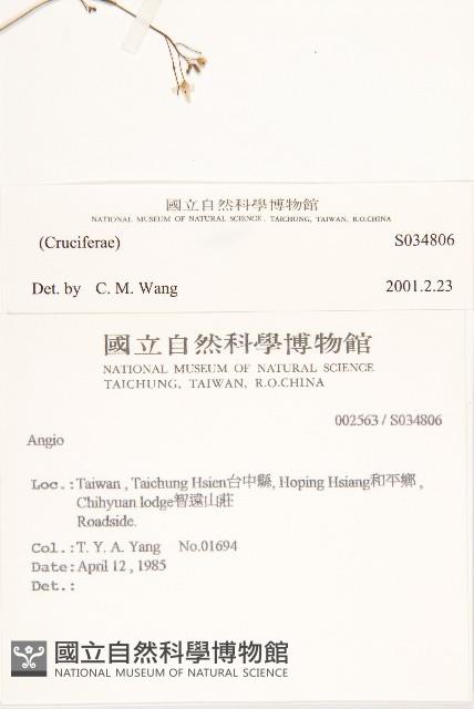 玉山筷子芥藏品圖，第2張