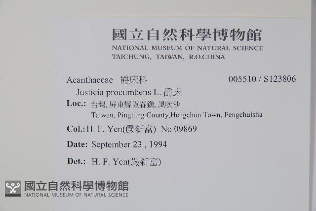 爵床藏品圖，第2張