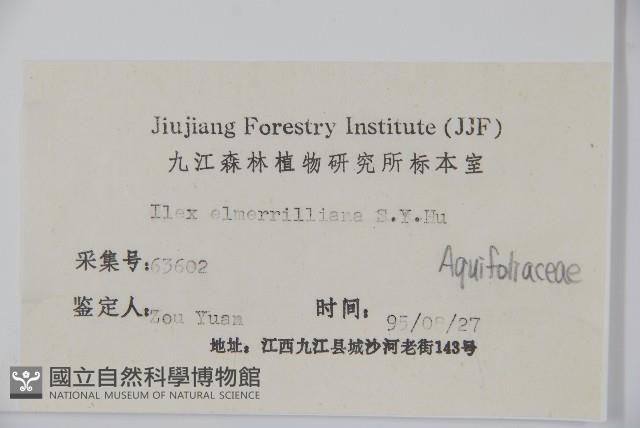 厚葉冬青藏品圖，第2張