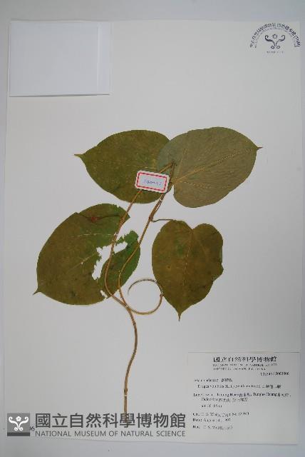 華他卡藤藏品圖，第1張