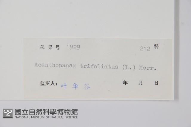 三葉五加、三加皮藏品圖，第2張